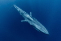   Torpedo. Blue whale largest ever known animal lived earth cruising pass just below surface sea. "Torpedo". "Torpedo" sea  